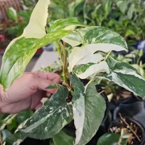 White Knight Syngonium Live Plant - 5 to 7