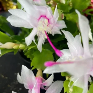 White & Pink Thanksgiving-Christmas Cactus Live Plant - 4" Pot, Indoor & Outdoor, Flowering