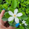 Wrightia antidysenterica Asian Snow Jasmine Live Plant, 2-5" Tall, Evergreen Shrub