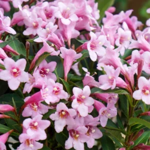 1 Pink Weigela 4 Inch Pot - Pink Flowering Shrub, Low Maintenance, Long Blooming Season