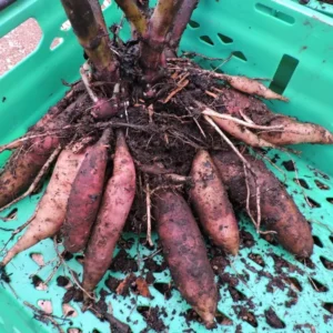 Yacon Tubers - 5 Brown Yacon Roots for Planting - Ground Apple Plant