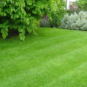 Zoysia Grass Seeds 1 lb - Zenith Lawn Grass Seed - Easy Grow