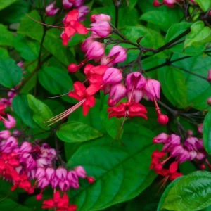 Purple Red Bleeding Heart Vine Plant - Clerodendrum Thomsoniae -Live Perennial Flower Plant 4-10 Inch