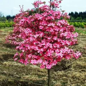Red Dogwood Cherokee Chief Bare-root 2-3 Feet Tall | Flowering Tree for Landscapes