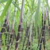 Rooted Sugarcane Cutting 5pcs Live Plant Ready to Grow | Tropical Sugarcane