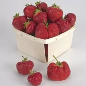 Earliglow Strawberry Plants 25 Pack, June Bearing, Edible Fresh Fruit