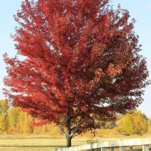 Sun Valley Maple Tree Bare-root - 18-24 Inch Tall - Red Foliage, No Seeds