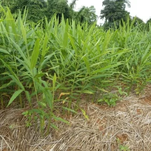 s 2 Live Perennial Ginger Plants Fragrant Ginger Plants Zingiber Officinale Plant 4-8 Inch