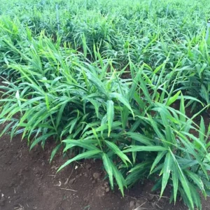 s 2 Live Perennial Ginger Plants Fragrant Ginger Plants Zingiber Officinale Plant 4-8 Inch