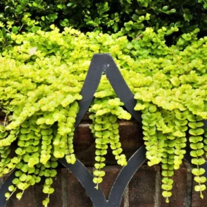1 Creeping Golden Jenny 4 Inch Pot - Chartreuse Groundcover - Golden Creeping Jenny
