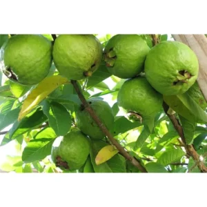 Pink Guava Tree 10 to 16 Inch Tall, Sweet Guava Plant Guava Fruit Tree Psidium Guajava Plant