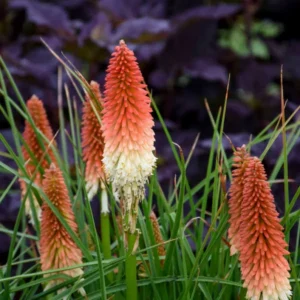 Kniphofia HIGH ROLLER - Starter Plant - Coral Orange Flowers - Cutback