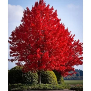 Sun Valley Maple Tree Bare-root - 18-24 Inch Tall - Red Foliage, No Seeds