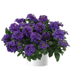 Purple Verbena Starter Plants - Set of 2 - 4-9