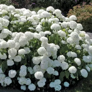 Old Fashion Snowball Viburnum Shrub - 4 inch Pot - Flowering Highbush Cranberry