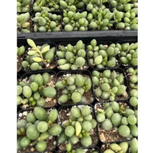 Adromischus oviforme Dragon Eggs Succulent - 2in Potted Plant