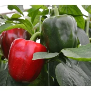 2 Live Red Sweet Bell Pepper Plants, Big Fruit Sweet Peppers, 4-6 Inches Tall, Ready to Grow