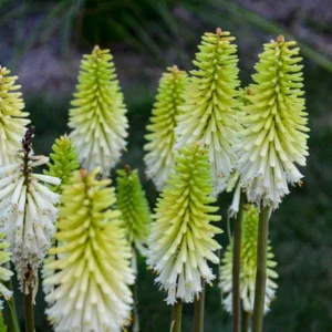 Kniphofia Lady Luck - 2.5x3.5 Inch Starter Plant - Hardy Perennial