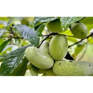 Pawpaw Tree Seedlings - 6 to 12 Inch Bare Root - Hardy and Fast-Growing