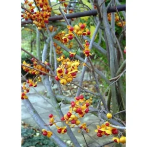 American Bittersweet Vine - 12 to 18 Inches Bare Root - Climbing Plant
