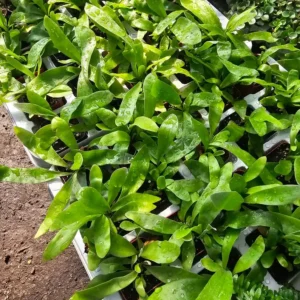 Staghorn Fern 2 Inch Pot - Unique Tropical Indoor Plant - Stunning Greenery
