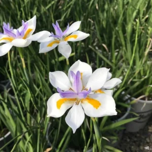 African Iris White Dietes Bicolor 1 Gallon Plant – White Flowers, Low Water, 2-3 ft Height