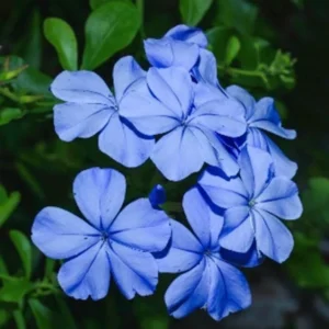 Blue Plumbago Live 1 Gallon Plant – Sky Blue Flowers, Deer-Resistant, Full Sun