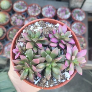 Anacampseros Telephiastrum 'Sunrise' - Rare Succulent - Rooted Cuting - Pink and Green