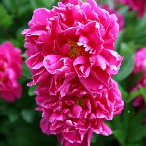 Red Peony Bulb - Double Peonies Roots - 1 Root 2-3 Eyes - Hardy Perennial