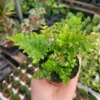 1 Autumn Fern 2 Inch Pot - Japanese Shield Fern - Dryopteris Erythrosora - Elegant Indoor Plant