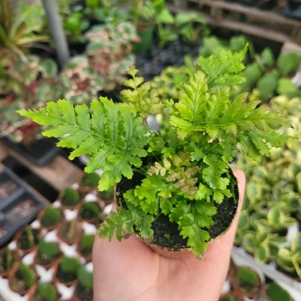 1 Autumn Fern 2 Inch Pot - Japanese Shield Fern - Dryopteris Erythrosora - Elegant Indoor Plant