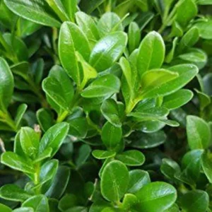 1 Green Velvet Boxwood Shrub 2.5 in - Evergreen, Low-Maintenance Landscaping Plant