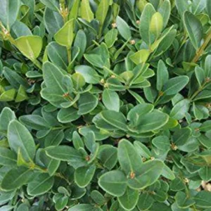1 Green Velvet Boxwood Shrub 2.5 in - Evergreen, Low-Maintenance Landscaping Plant