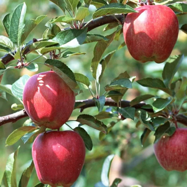 1 Live Gala Apple Tree 2 Feet Tall – Sweet Autumn Fruit, Semi-Dwarf Tree