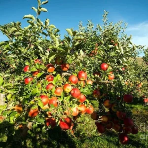 1 Live Gala Apple Tree 2 Feet Tall – Sweet Autumn Fruit, Semi-Dwarf Tree