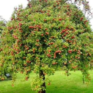 1 Live Gala Apple Tree 2 Feet Tall – Sweet Autumn Fruit, Semi-Dwarf Tree