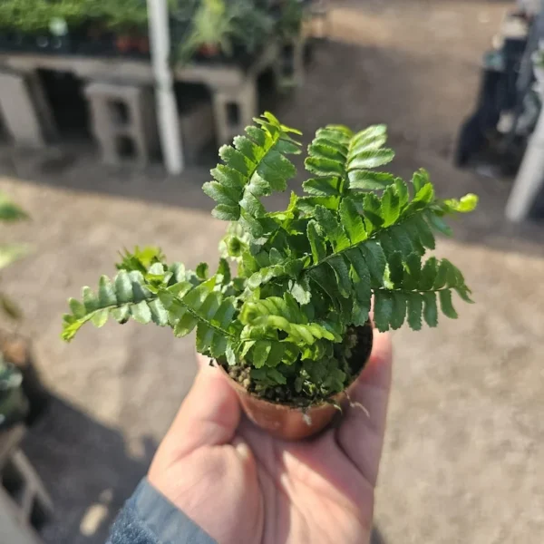 1 Nephrolepis Exaltata - Jester's Crown Fern in 2 Inch Pot - Beautiful Indoor Fern