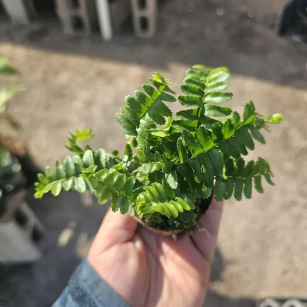 1 Nephrolepis Exaltata - Jester's Crown Fern in 2 Inch Pot - Beautiful Indoor Fern