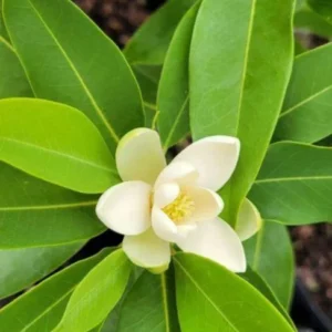 1 Sweetbay Magnolia Tree Live Plant for Planting 6-12 Inch Height - Fragrant Magnolia for Wet Sites