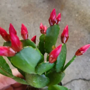 Easter Cactus Plant 3.5