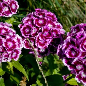 15 Sweet William Plant - Sweet William Phlox Maculata Bulbs - Premium Perennial Flower Bulbs for Garden