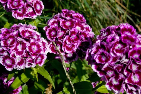 15 Sweet William Plant - Sweet William Phlox Maculata Bulbs - Premium Perennial Flower Bulbs for Garden