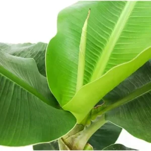 Live Cavendish Banana Plant - Dwarf Banana Tree - 8 to 10 Inches Tall - 2.5 Inch Pot