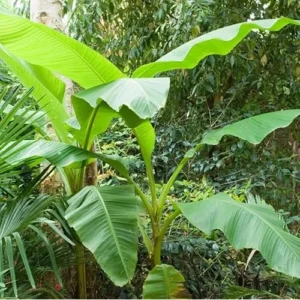 Live Basjoo Banana Plant - Cold Hardy, 2-3 Feet Tall, Fast-Growing