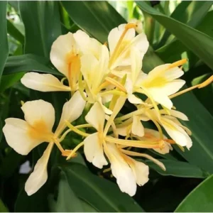 Yellow Butterfly Ginger Rhizomes - Pack of 2 - Well-Rooted and Fragrant