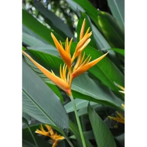 2 Heliconia Psittacorum Live Plants - 4 to 8 Inch Golden Rhizomes