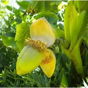 Live Basjoo Banana Plant - Cold Hardy, 2-3 Feet Tall, Fast-Growing