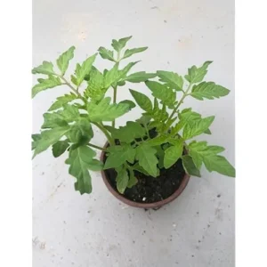 Cherry Tomato Plants - Heirloom, Large, 5-10 Inch Tall, Pack of 2