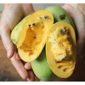 Pawpaw Tree Seedlings - 6 to 12 Inch Bare Root - Hardy and Fast-Growing