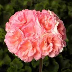 2 Live Geranium Plants - 4 to 6 Inch - Salmon Blooms - Hardy & Fragrant